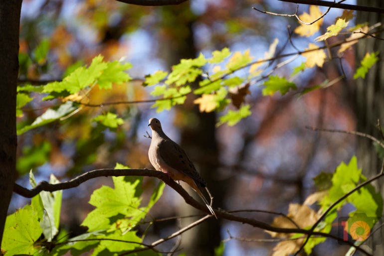 Birding Photography