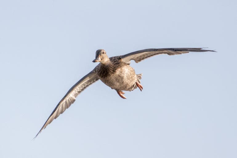 Birding Photography