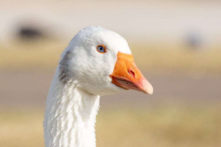 Birding Photography