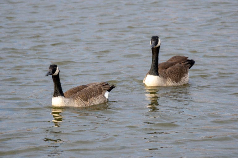 Birding Photography