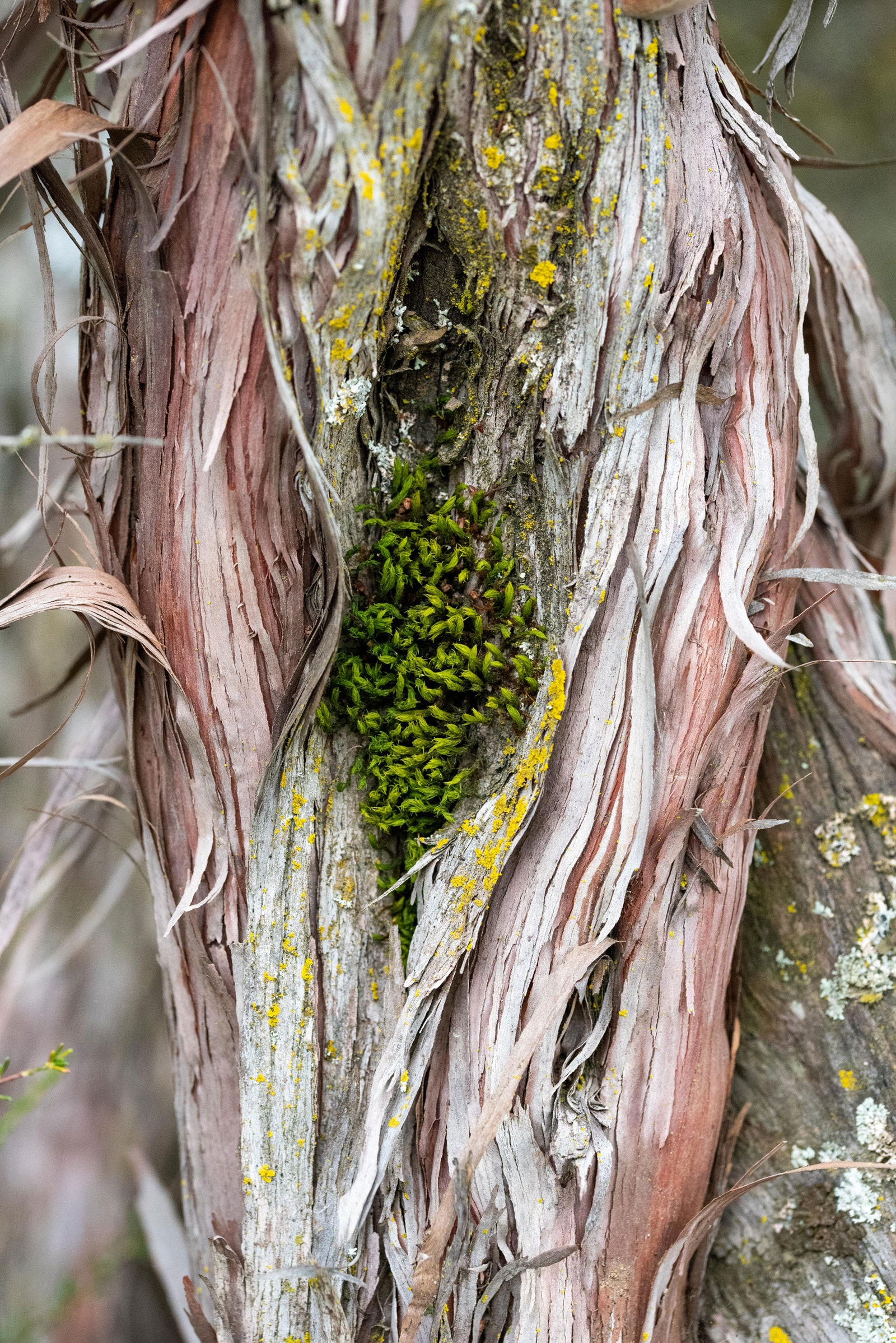 Image may contain Plant Tree and Tree Trunk