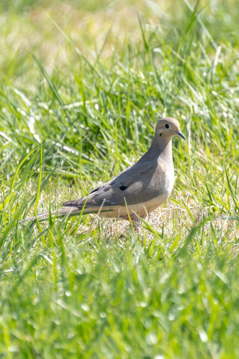 Backyard birding