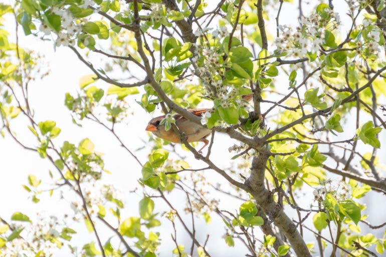 Backyard birding