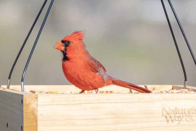 Backyard birding