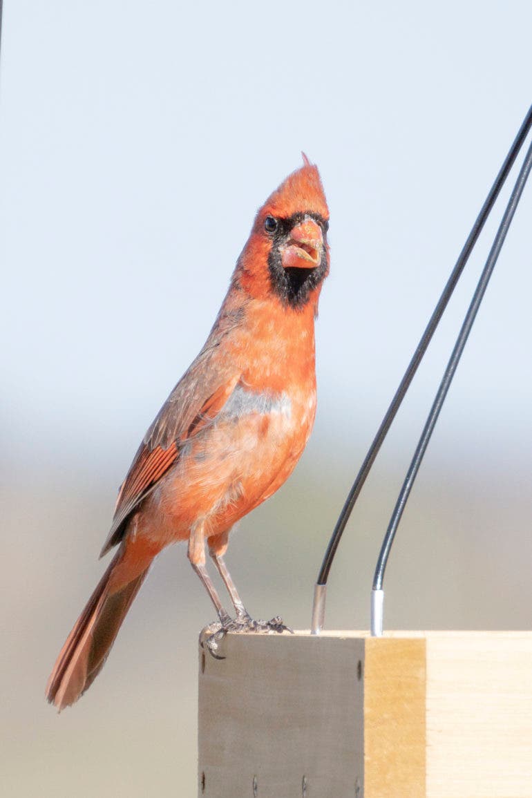 Backyard birding