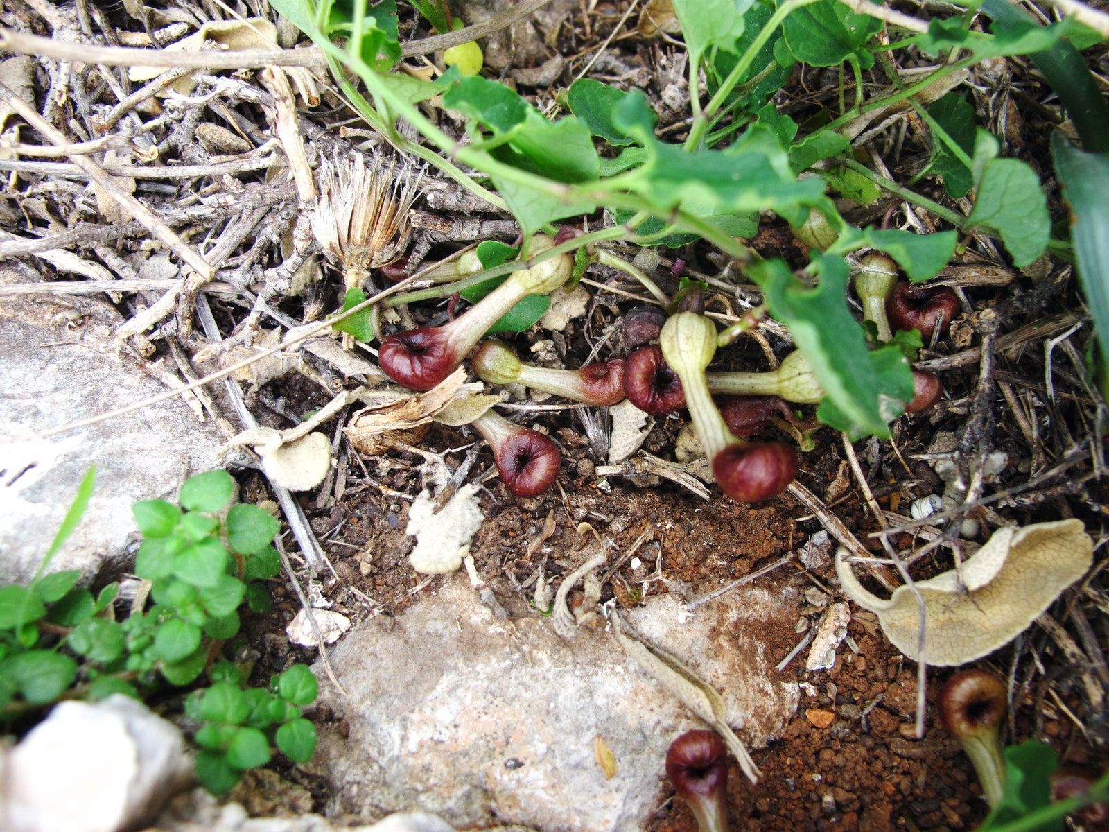 Aristolochia microstoma