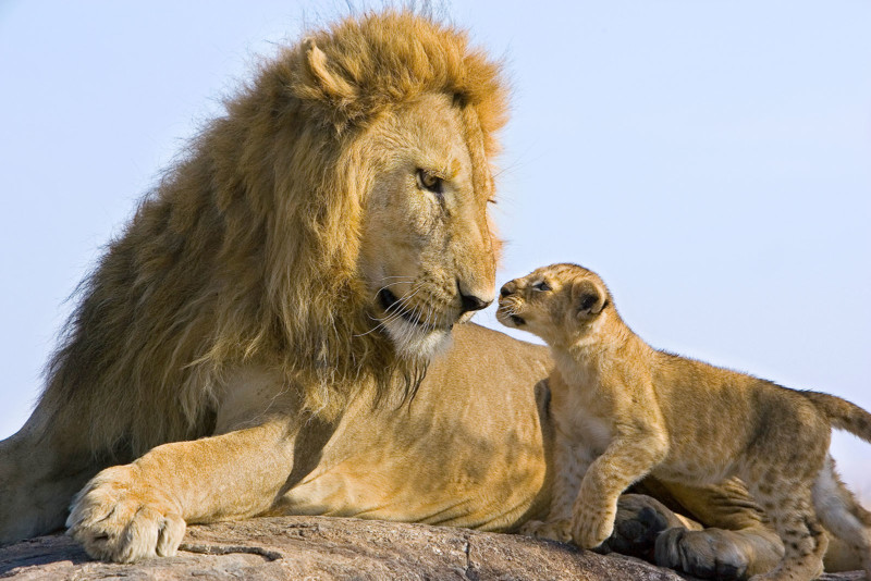 Lion Panthera leo 7-8 week old cub(s) approaching adult male Masai Mara Reserve, Kenya