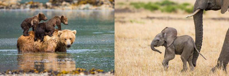 Brown Bear Ursus arctos 3-4 month old triplet cubs climbing on mother's back as she cools off in water Katmai National Park, AK