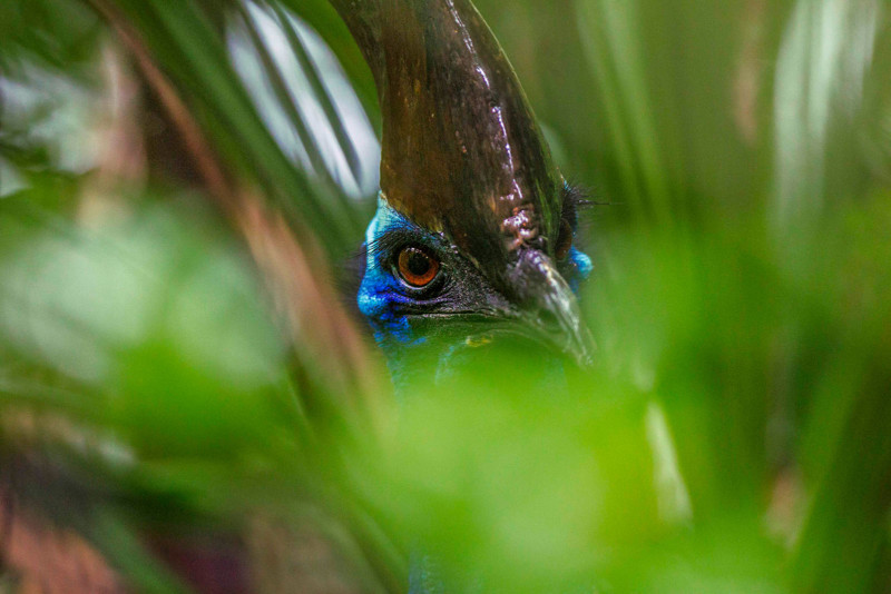 A cassowary peers through foliage in northeast Queensland, Australia.