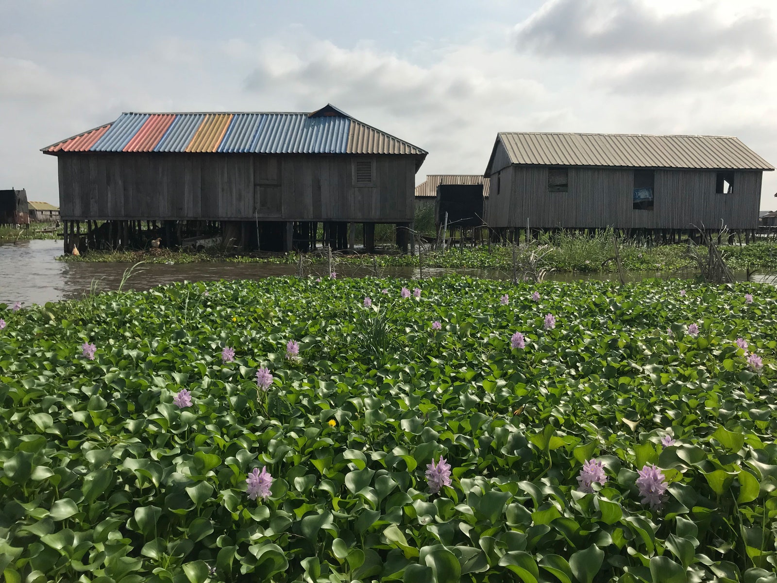 Image may contain Nature Outdoors Field Countryside Rural Farm Building Grassland Flower Plant and Blossom