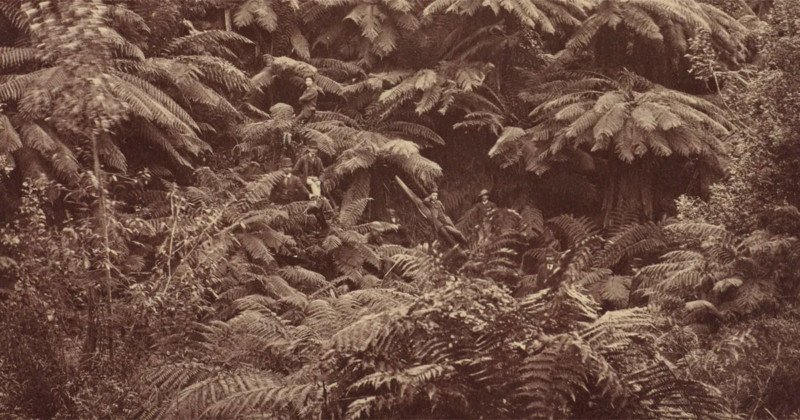 A vintage photo of colonial explorers in the Tasmanian wilderness