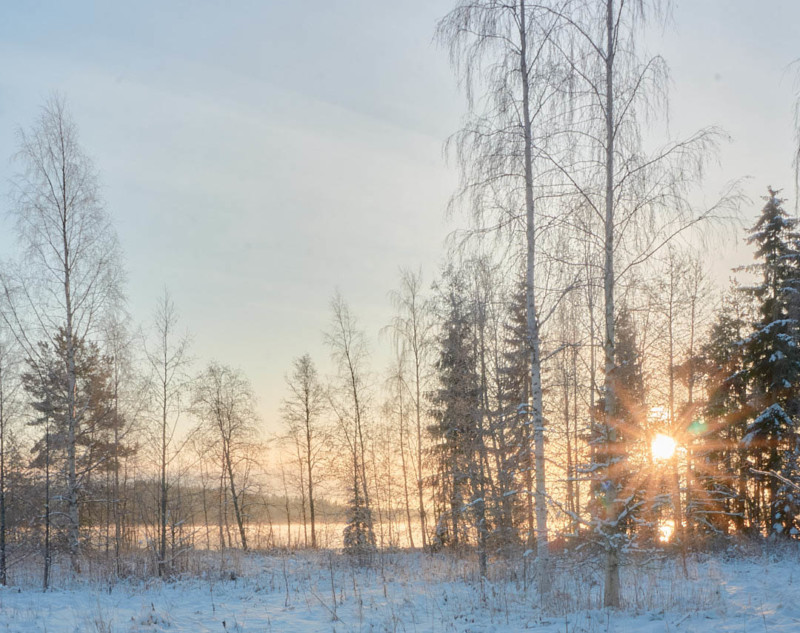 A winter forest landscape with dust spots